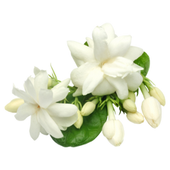 White flowers for floral perfumes