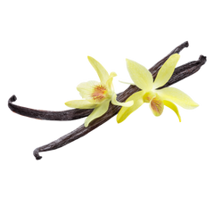 Vanilla flowers and beans for vanilla perfumes